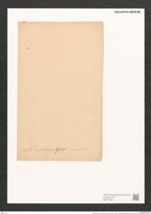 Nitzschia smithi var. suflexuosa Grun. (de-Toni-Nr.: Genus 47, Species 2075) Zeichnungen Sammlung Grunow (NHMW-BOT-W0371963)